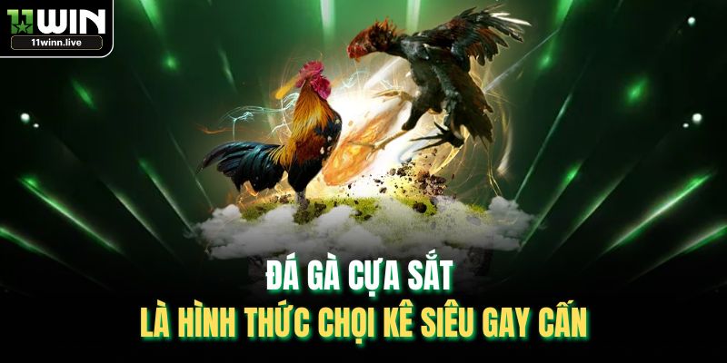 Đá gà cựa sắt là hình thức chọi kê siêu gay cấn